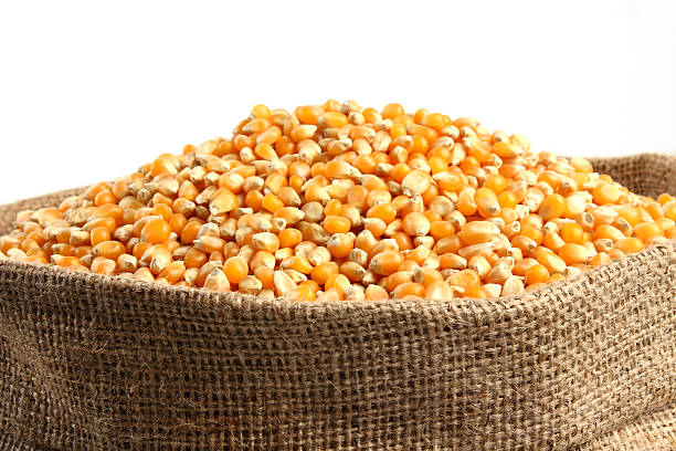 corn